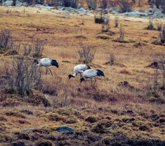 Bhutan 7 Days 6 Nights Tour